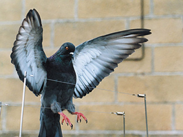 Como Ahuyentar Palomas